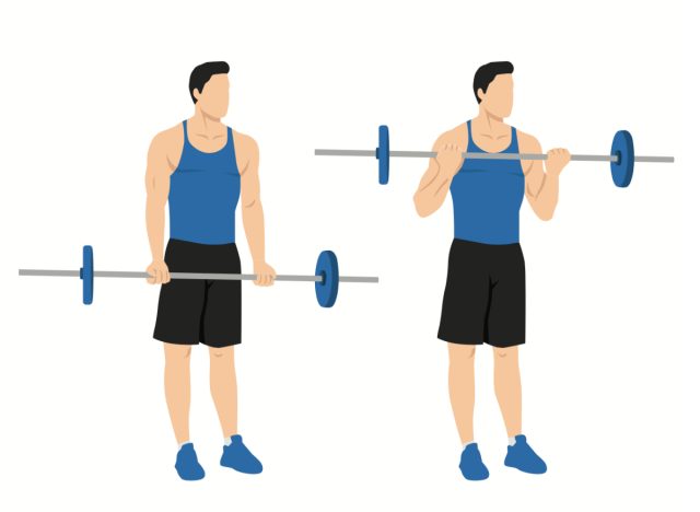 barbell bicep curl exercise