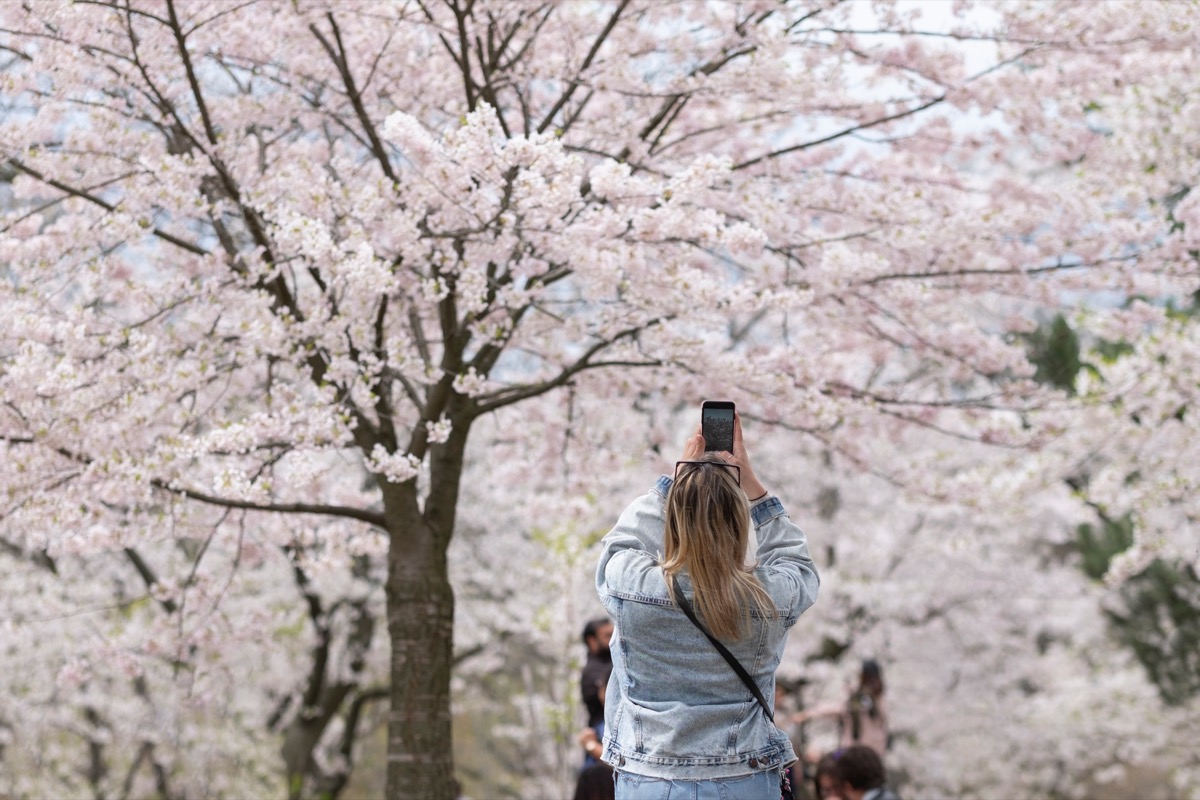 Young blonde woman taking pictures of cherry tree branches with white and pink flowers in full bloom.  Selective focus, blurred background, shallow depth of field.  Space for copy.  High Park, Toronto.