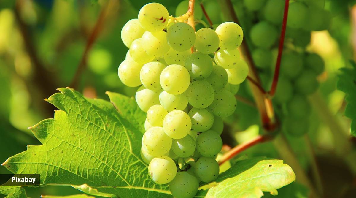 Can Grapes Increase Gut Bacteria, Lower Cholesterol, and Protect the Heart?  One study has the answers